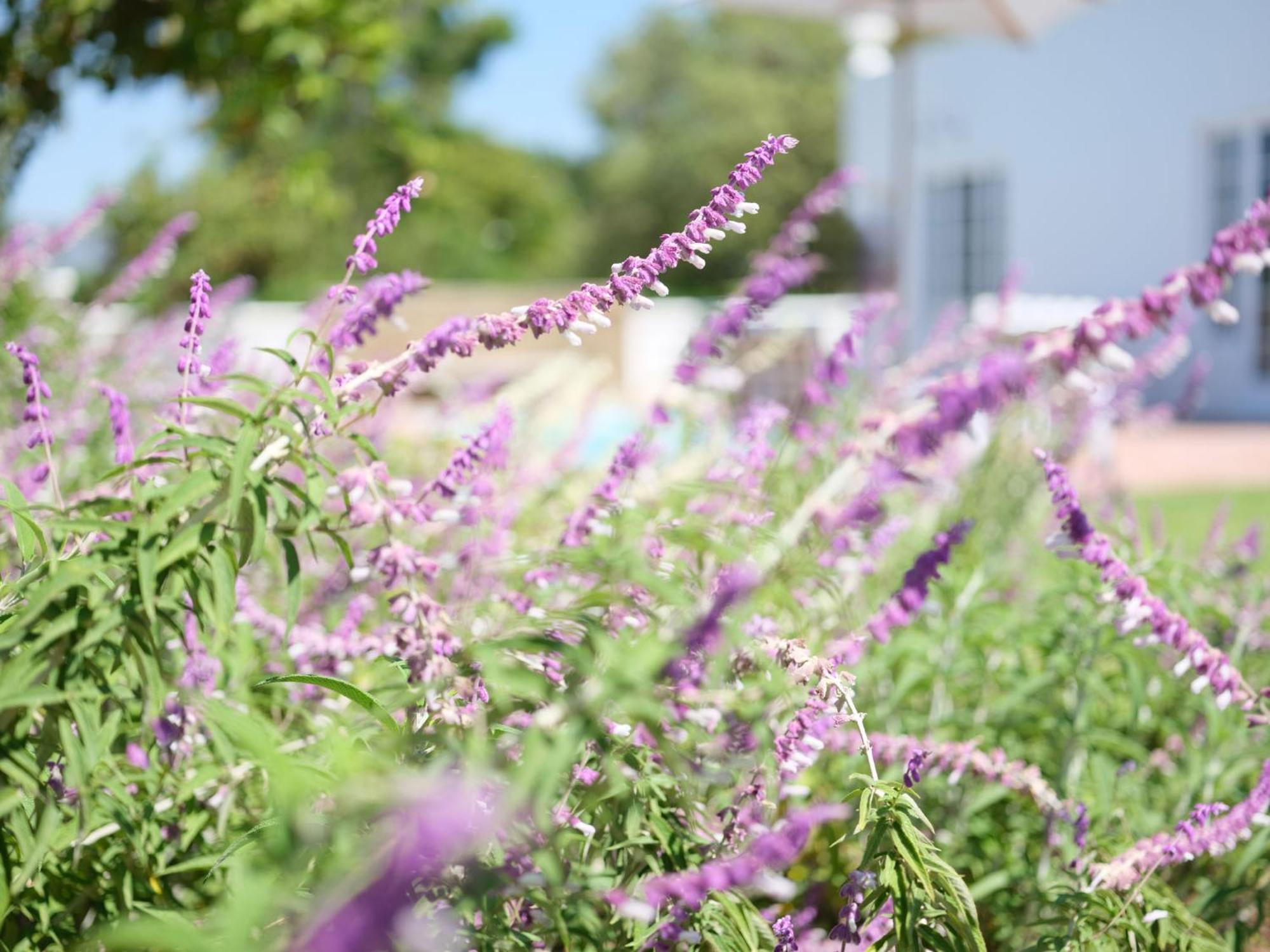 Adara Palmiet Valley Luxurious Boutique Farm Hotel Paarl Dış mekan fotoğraf